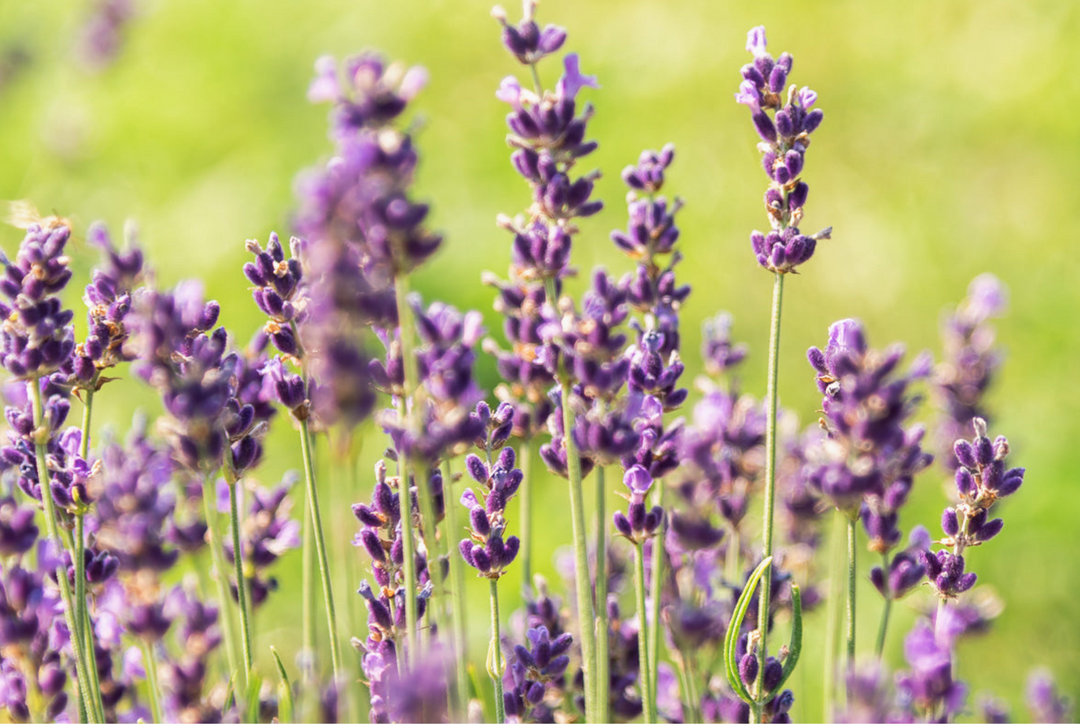 Royal Velvet: the Enchantment of Royal Velvet Lavender