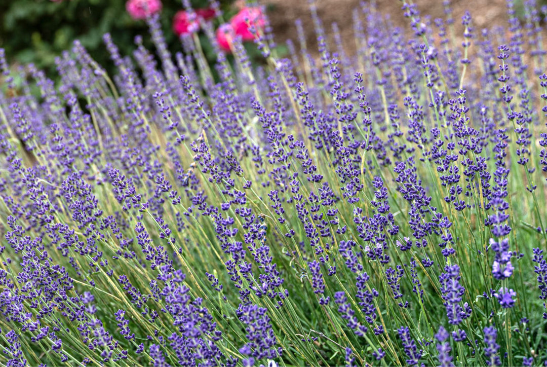 Learn Lavender – Terre Bleu