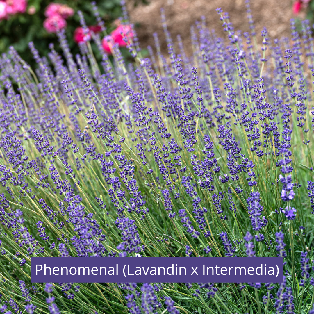 Live Lavender Plants PRE-ORDER 2025