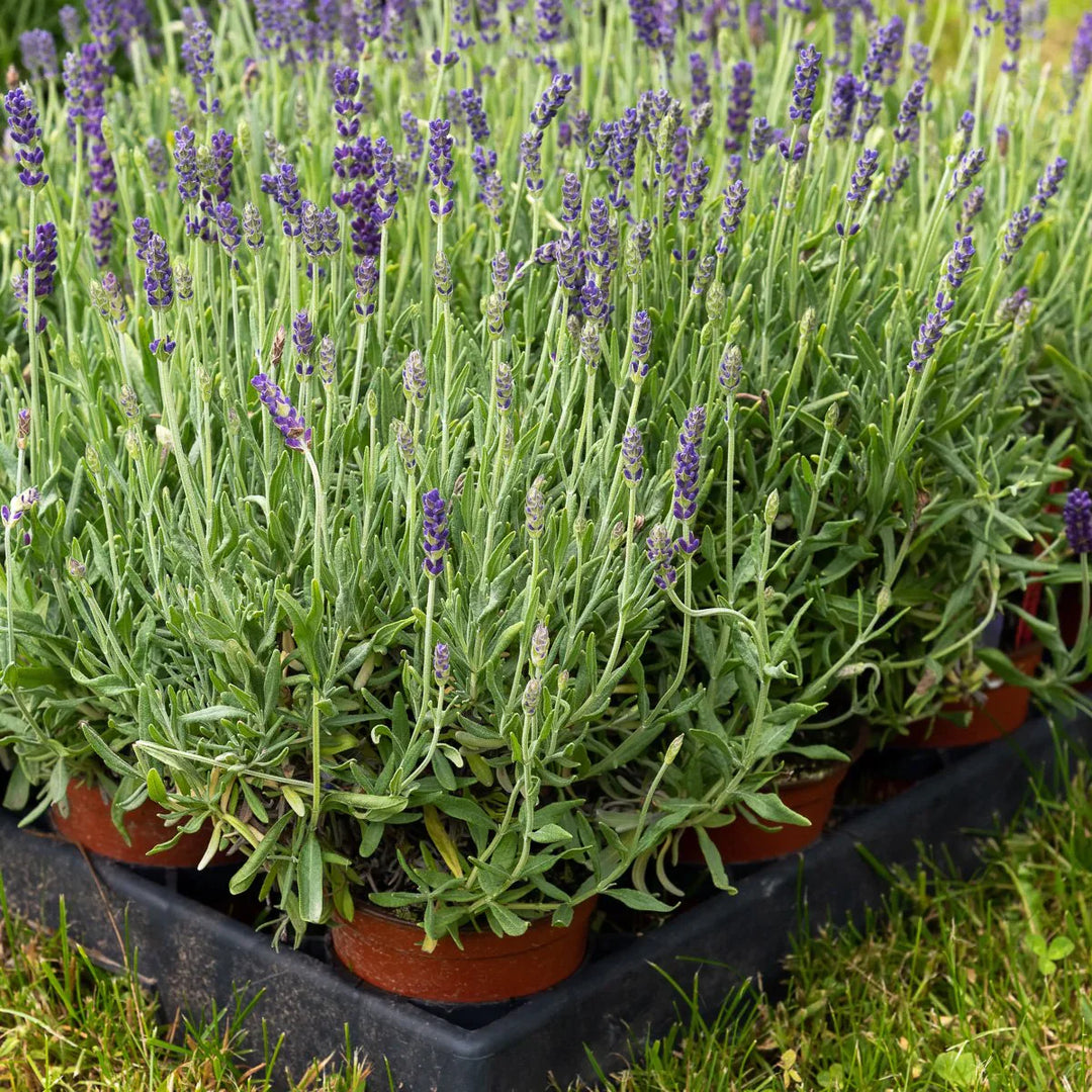 Live Lavender Plants PRE-ORDER 2025