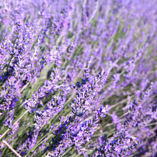 Dried French Lavender Bouquet