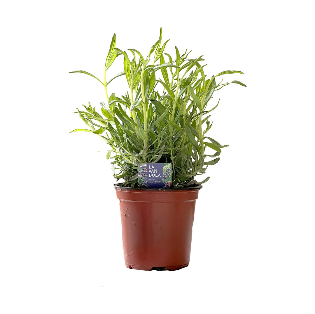 Live Lavender Plants PRE-ORDER 2025